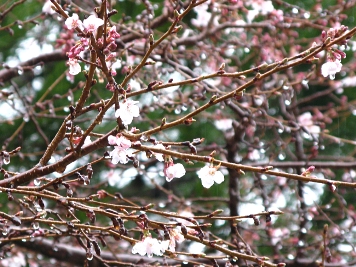 四季桜