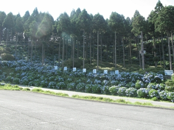 花園あじさい園１