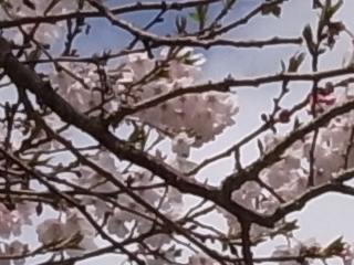 十月桜花