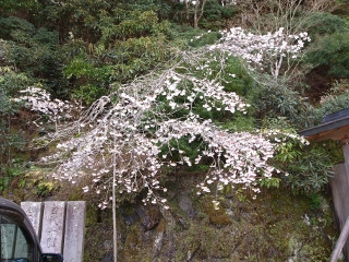 桜全景