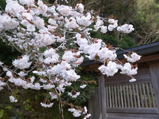 桜花