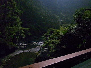 高野山のホタル