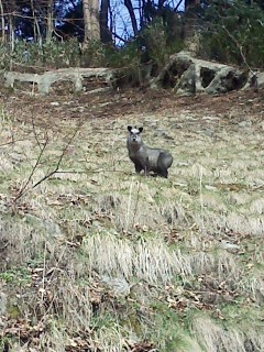 高野山のカモシカ