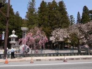 高野山の桜