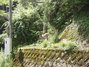7月12日高野山駅近くで鹿発見