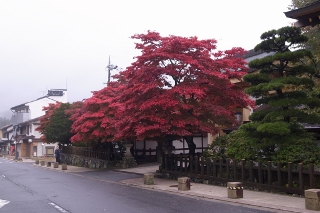 高野山の紅葉・西南院