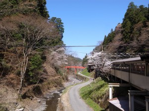 高野山の桜(2014)極楽橋
