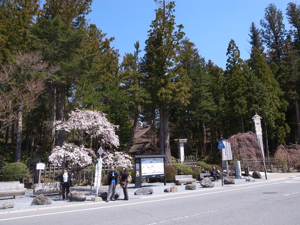 高野山の桜(2014)金剛峯寺