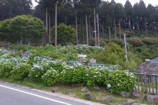 花園あじさい園