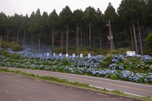 花園あじさい園・満開