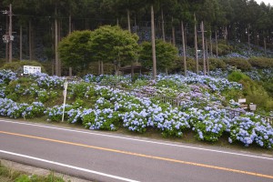 花園あじさい園・満開