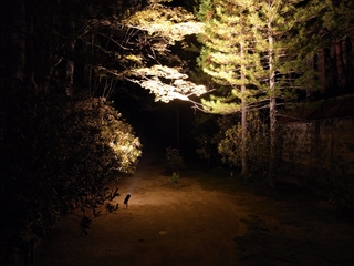 金剛峯寺 蟠龍庭 夜間特別拝観