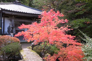 持明院のモミジ・紅葉が見頃です