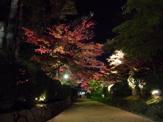 ライトアップされた蛇腹道（金剛峰寺から伽藍まで続く道）