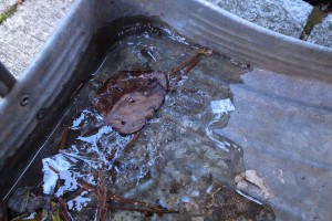 高野山の初氷