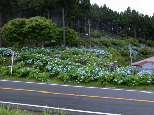 花園あじさい園･雲海