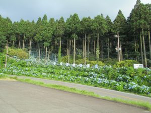 花園あじさい園