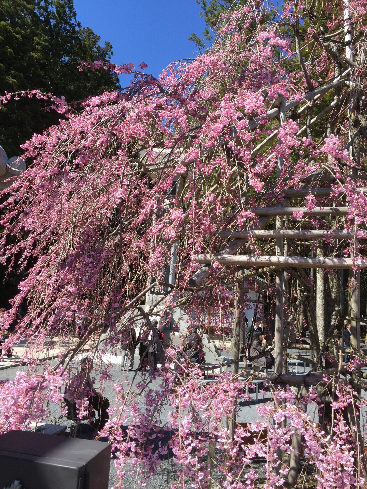 高野山の桜2017