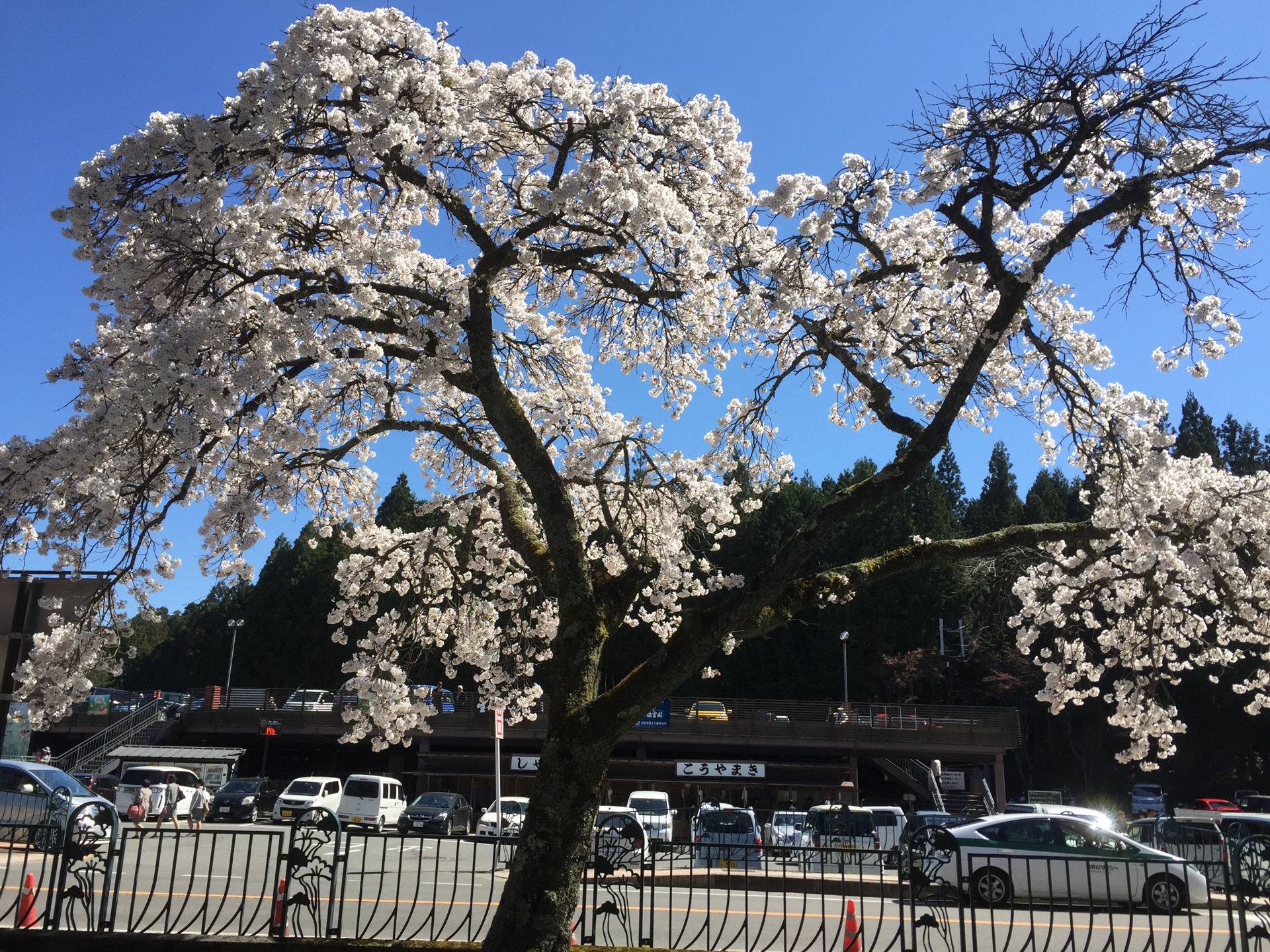 高野山の桜2017