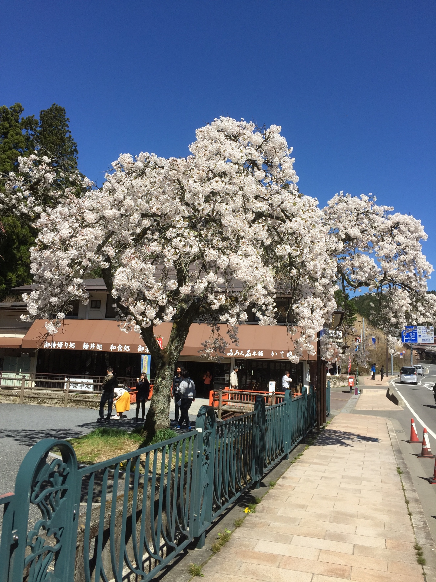 高野山の桜2017