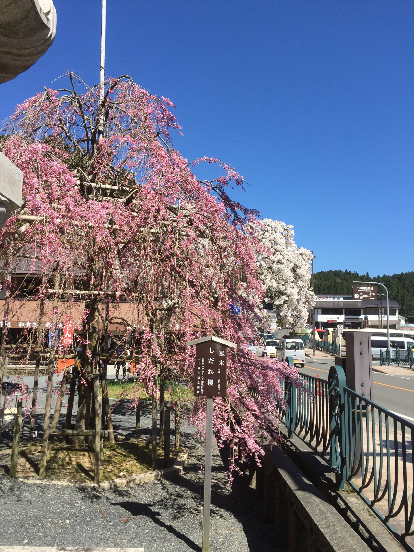 高野山の桜2017