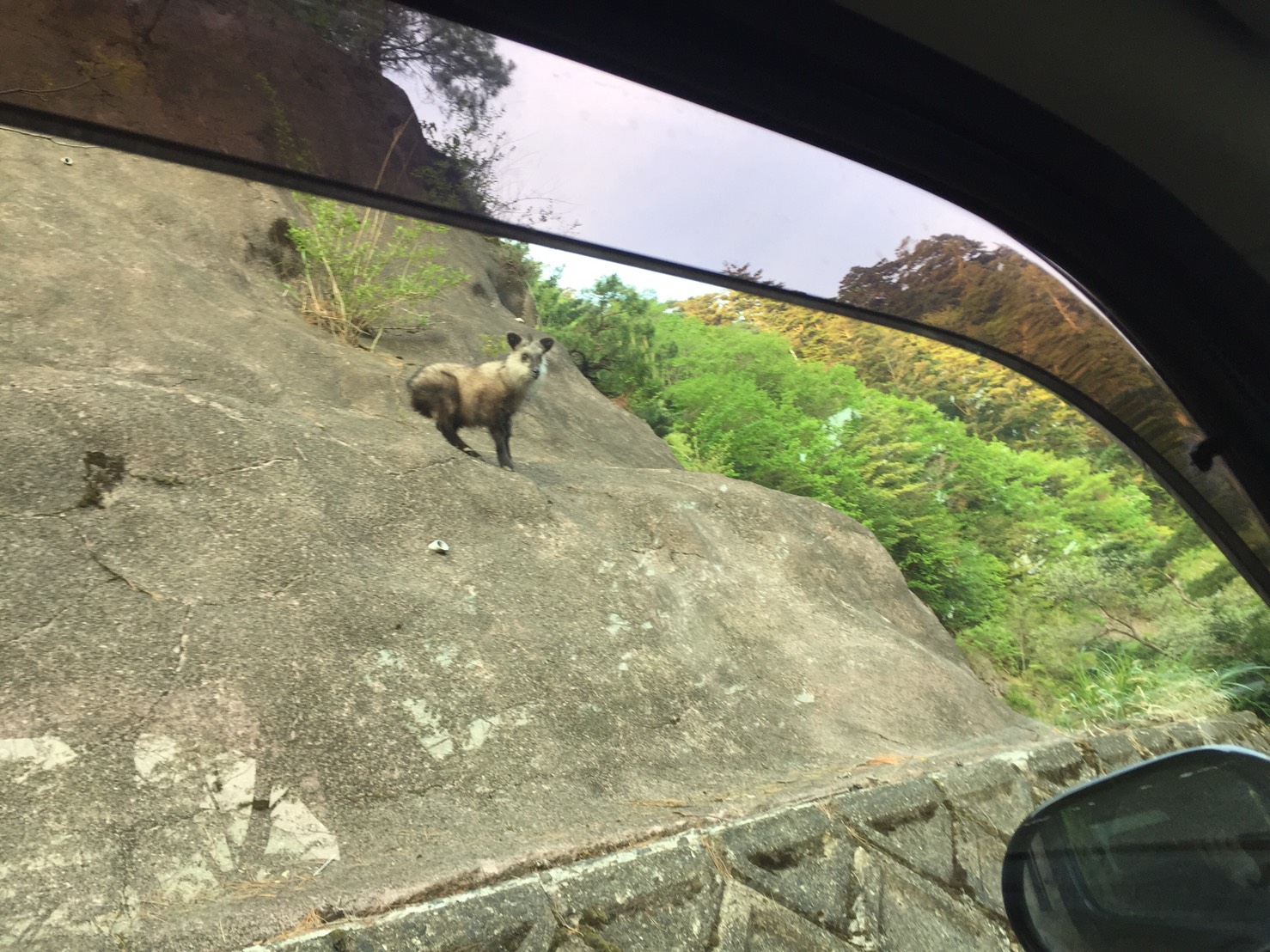 高野山のカモシカ