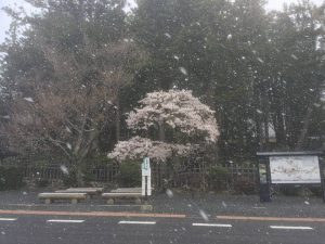 高野山の桜with雪景色2018