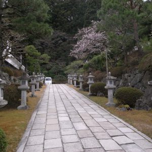 高野山ジュウガツザクラ