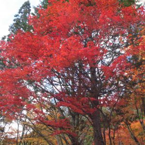 高野山の紅葉2018