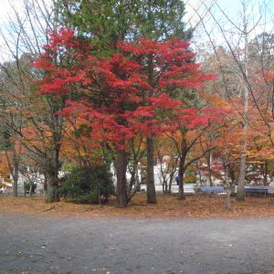 高野山の紅葉2018