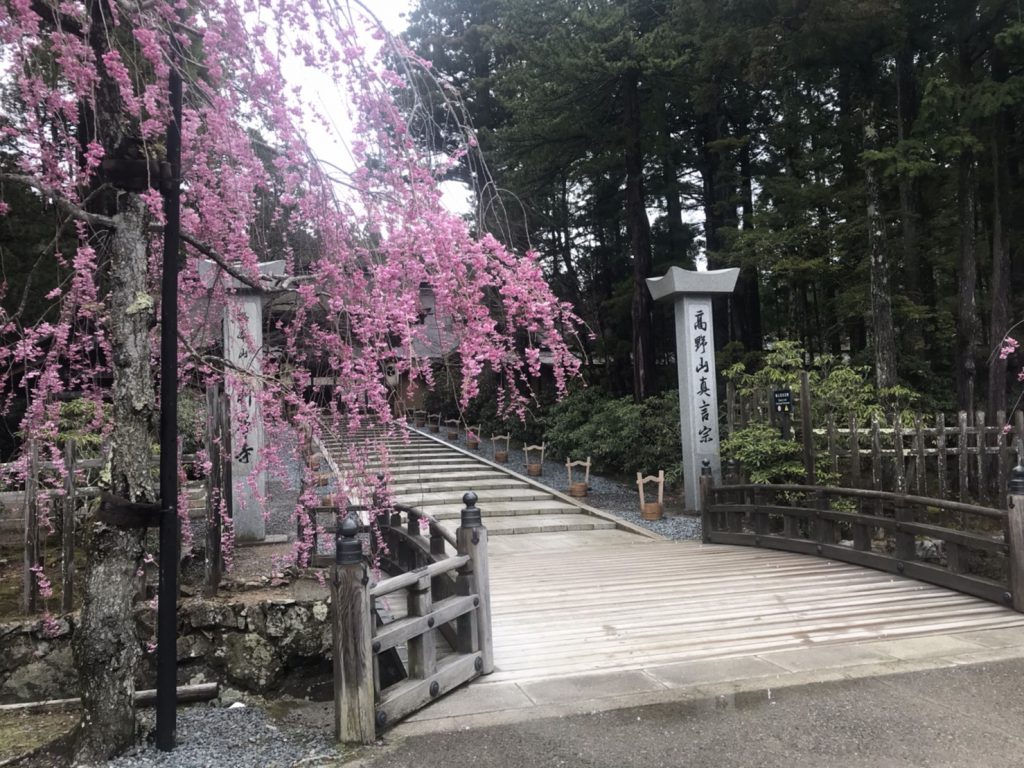 金剛峯寺の桜(2020）
