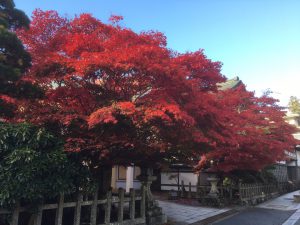 高野山2020紅葉